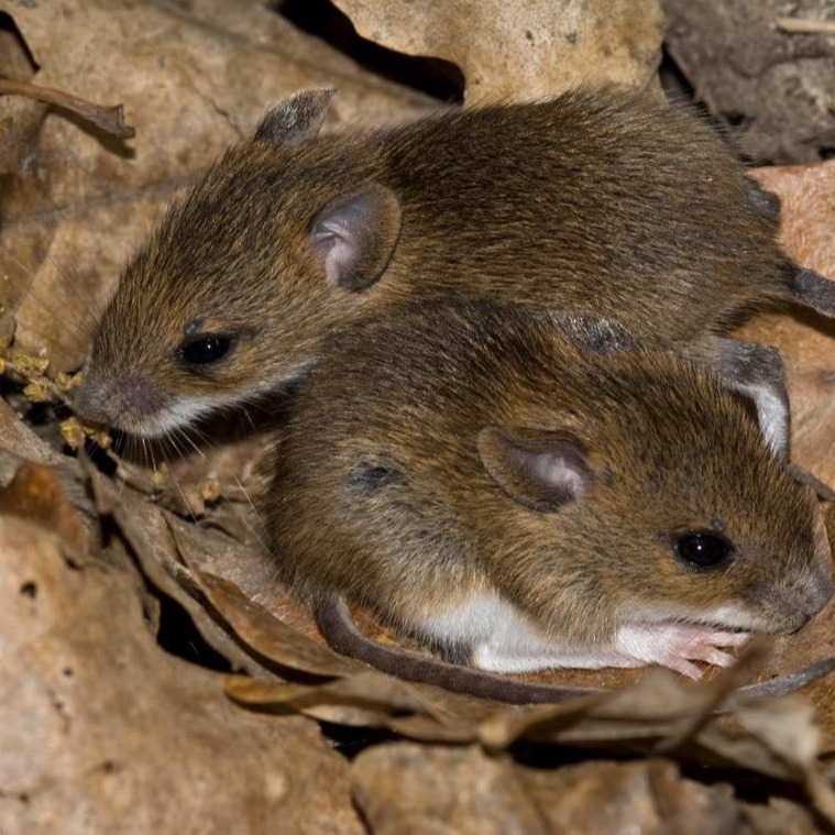 Уничтожения мышей в частном доме в Барнауле?