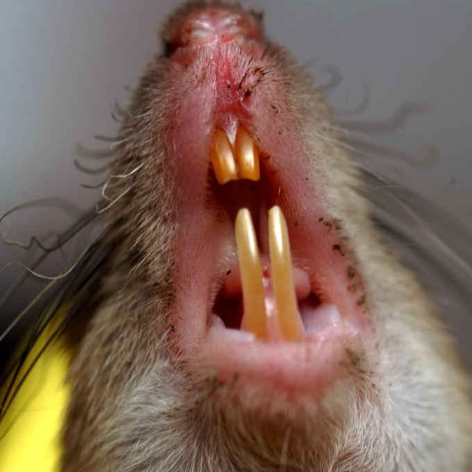 Дератизация крыс в Барнауле?